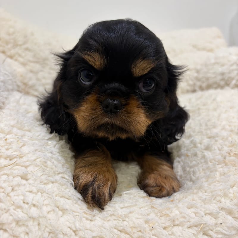 Bermude, Cavalier King Charles femelle née le 06/04/26 Non LOF