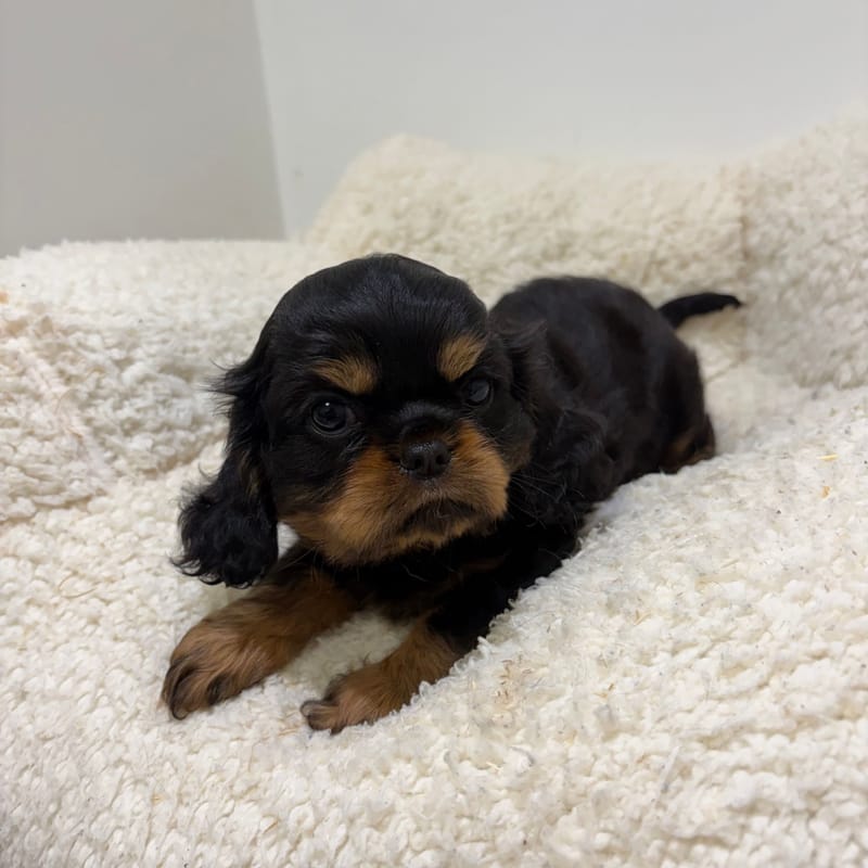 Bermude, Cavalier King Charles femelle née le 06/04/26 Non LOF