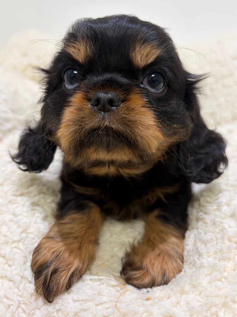 Bermude, Cavalier King Charles femelle née le 06/04/26 Non LOF