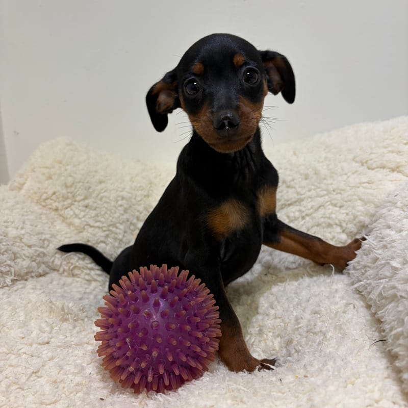 Blush, Pinscher femelle née le 28/03/26 Non LOF