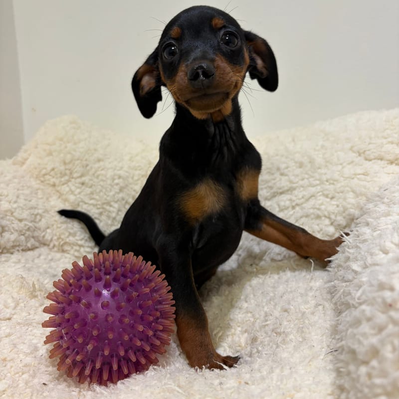 Blush, Pinscher femelle née le 28/03/26 Non LOF