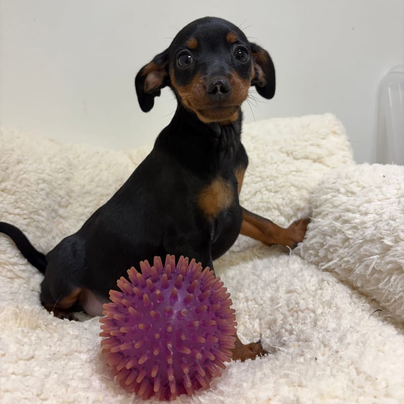Blush, Pinscher femelle née le 28/03/26 Non LOF