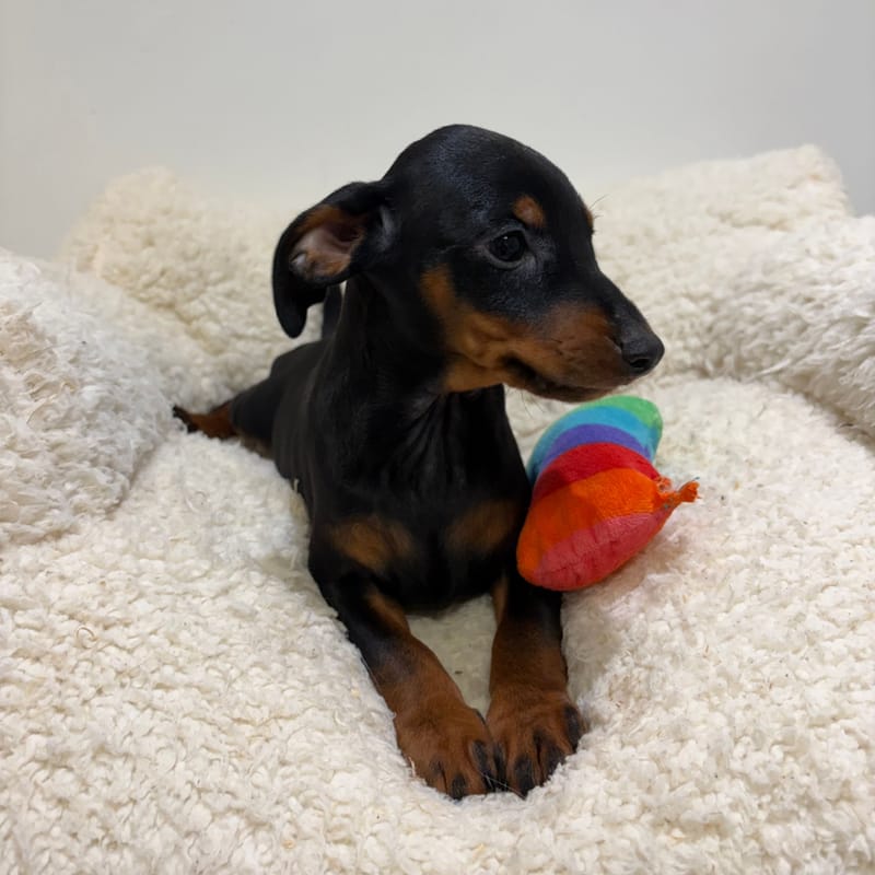 Balmain, Pinscher mâle né le 28/03/26 Non LOF
