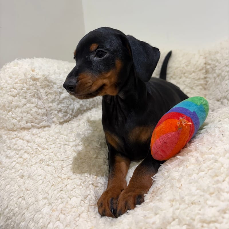 Balmain, Pinscher mâle né le 28/03/26 Non LOF