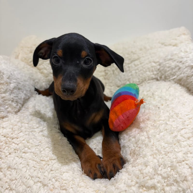 Balmain, Pinscher mâle né le 28/03/26 Non LOF