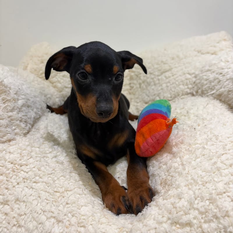 Balmain, Pinscher mâle né le 28/03/26 Non LOF