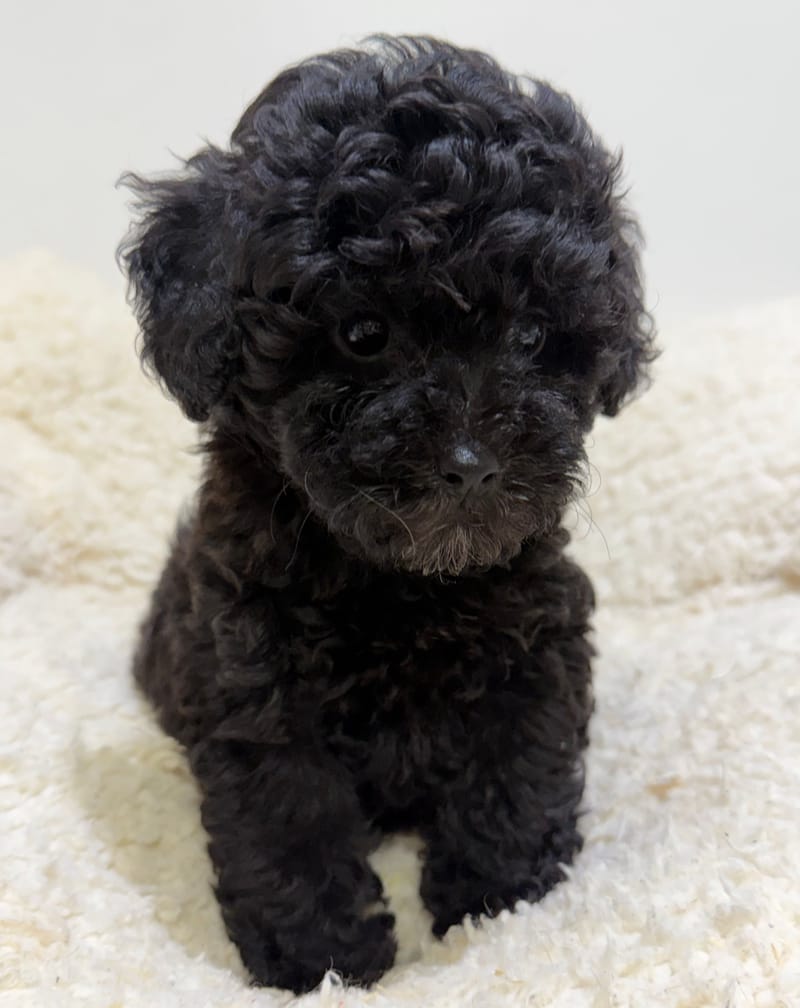 Bonus, Caniche mâle né le 06/04/26 Non LOF