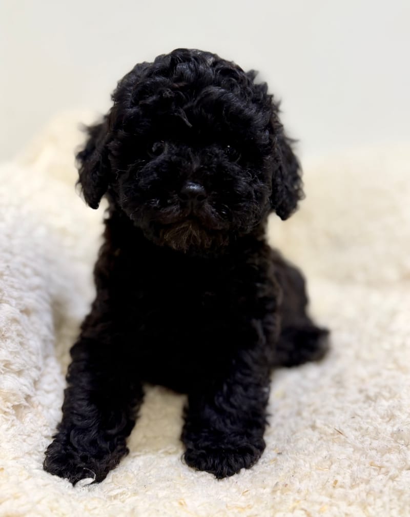 Bonus, Caniche mâle né le 06/04/26 Non LOF