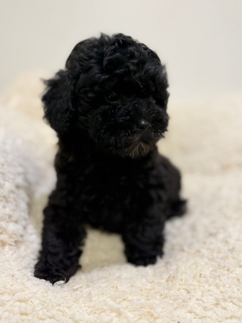 Bonus, Caniche mâle né le 06/04/26 Non LOF