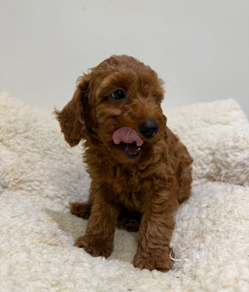 Bradley, Caniche mâle né le 30/03/26 Non LOF