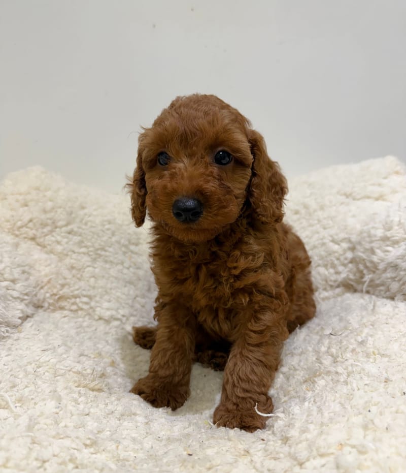 Bradley, Caniche mâle né le 30/03/26 Non LOF