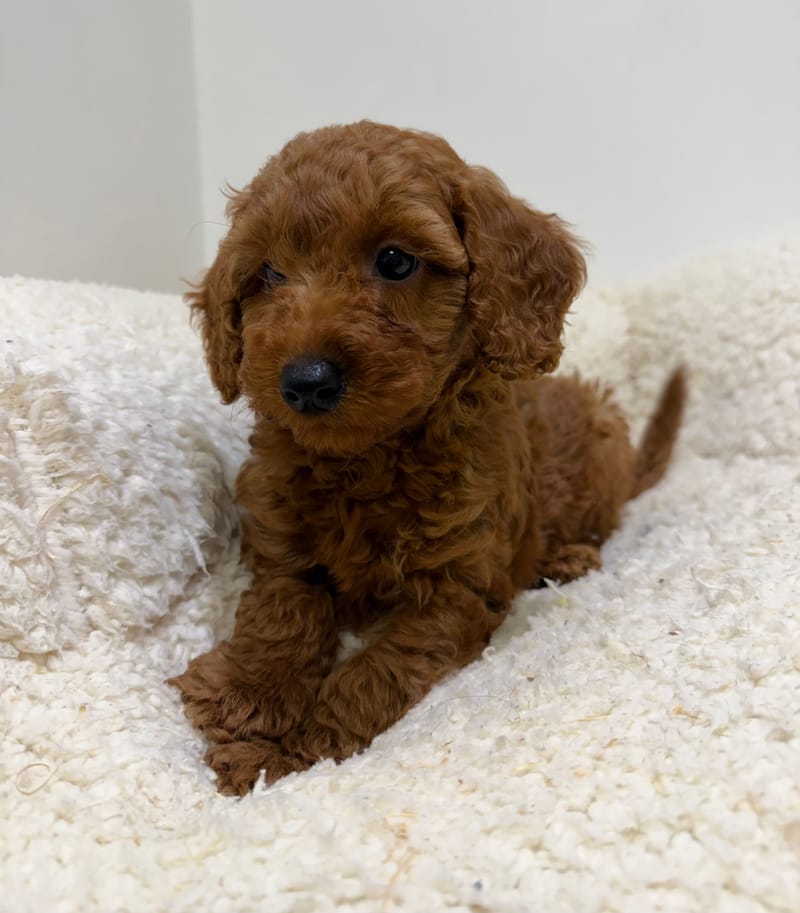 Bradley, Caniche mâle né le 30/03/26 Non LOF
