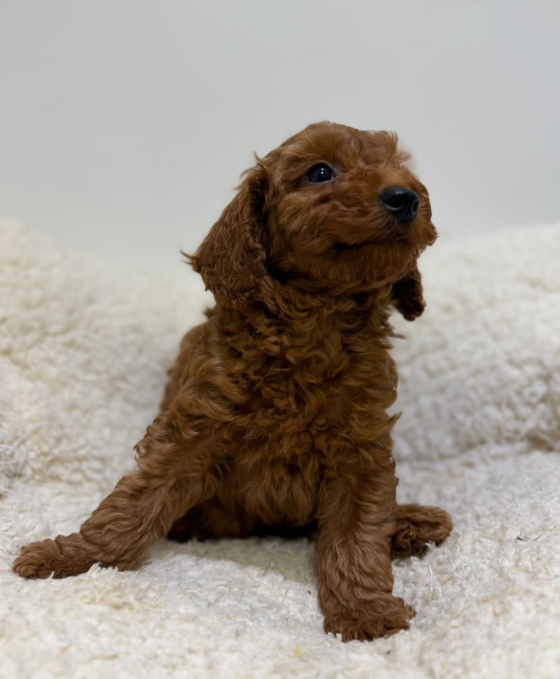 Bradley, Caniche mâle né le 30/03/26 Non LOF