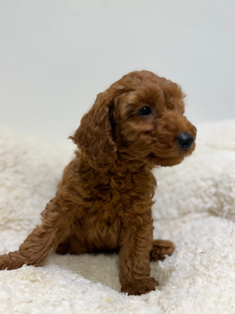Bradley, Caniche mâle né le 30/03/26 Non LOF