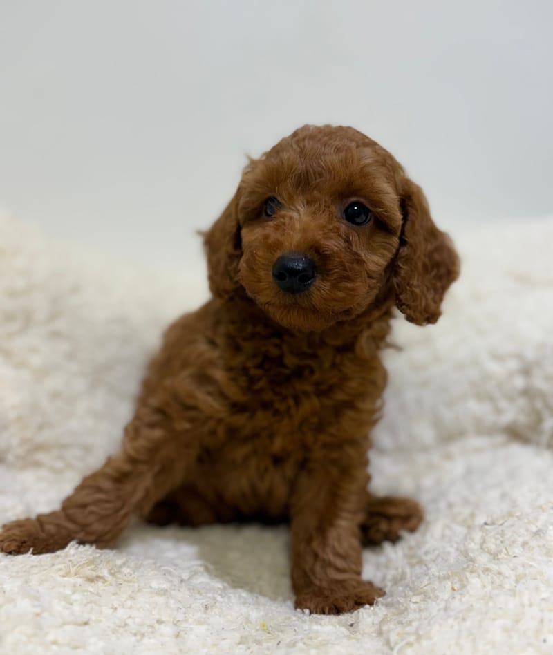 Bradley, Caniche mâle né le 30/03/26 Non LOF