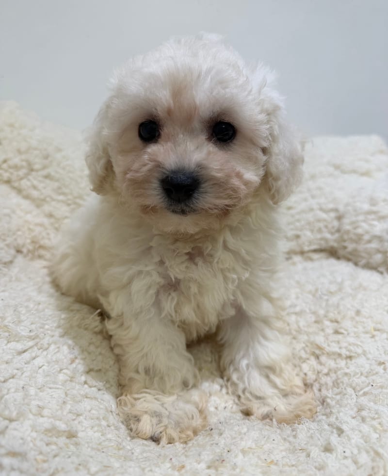 Betty, Bichon Frisé femelle née le 29/03/26 LOF