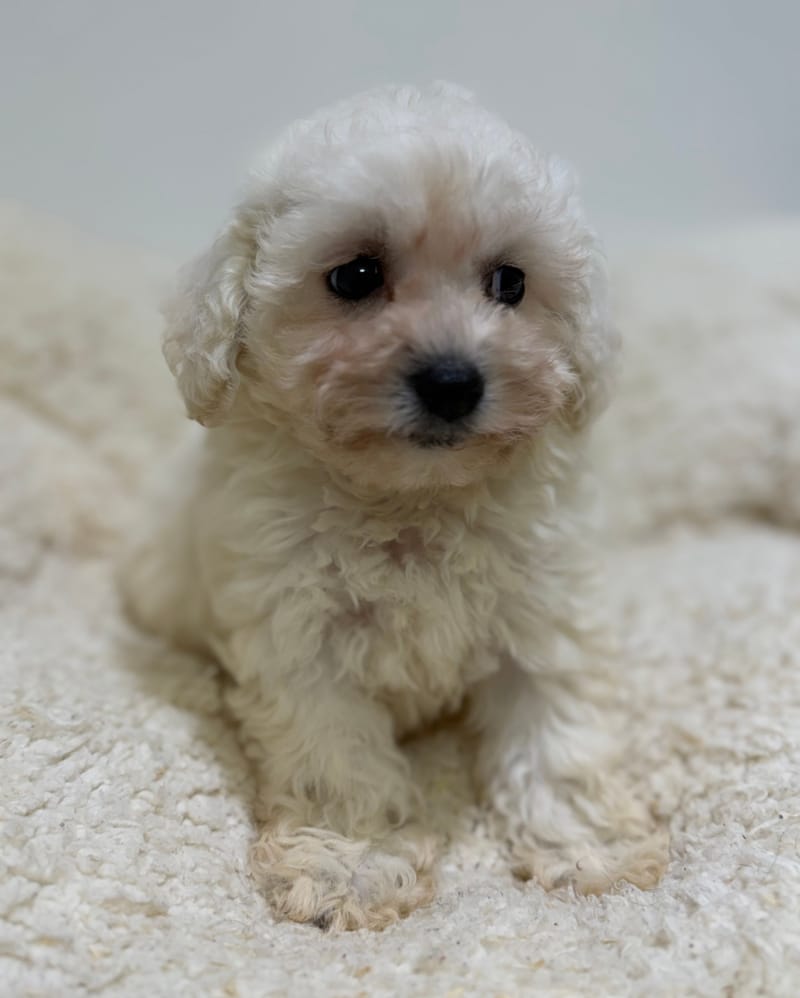 Betty, Bichon Frisé femelle née le 29/03/26 LOF