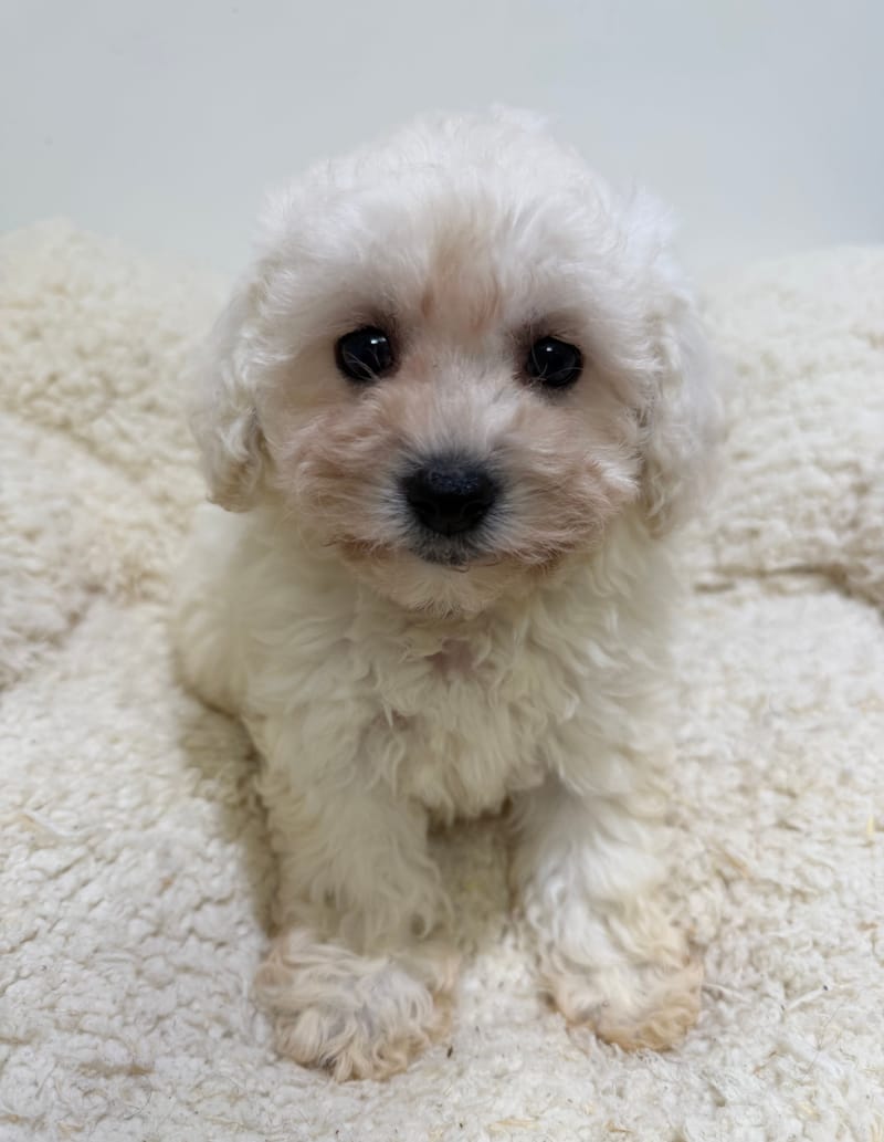 Betty, Bichon Frisé femelle née le 29/03/26 LOF