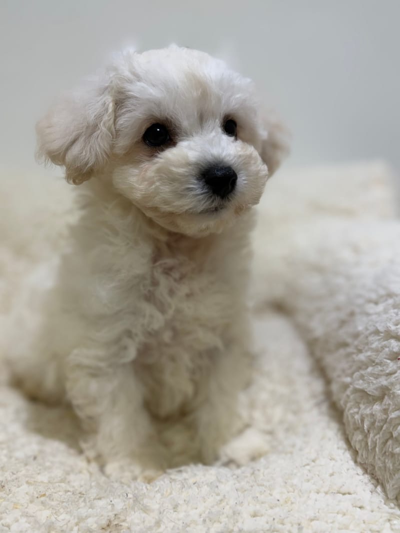 Betty, Bichon Frisé femelle née le 29/03/26 LOF