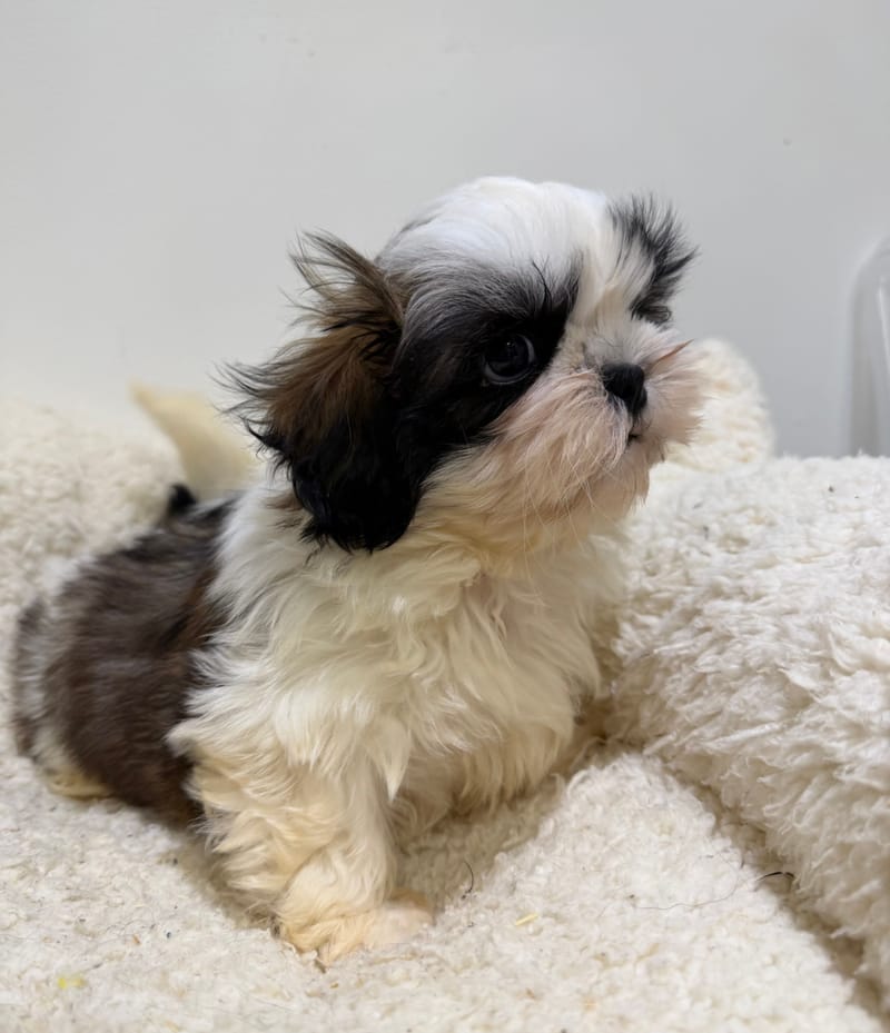 Bali, ShihTzu femelle née le 26/03/26 Non LOF