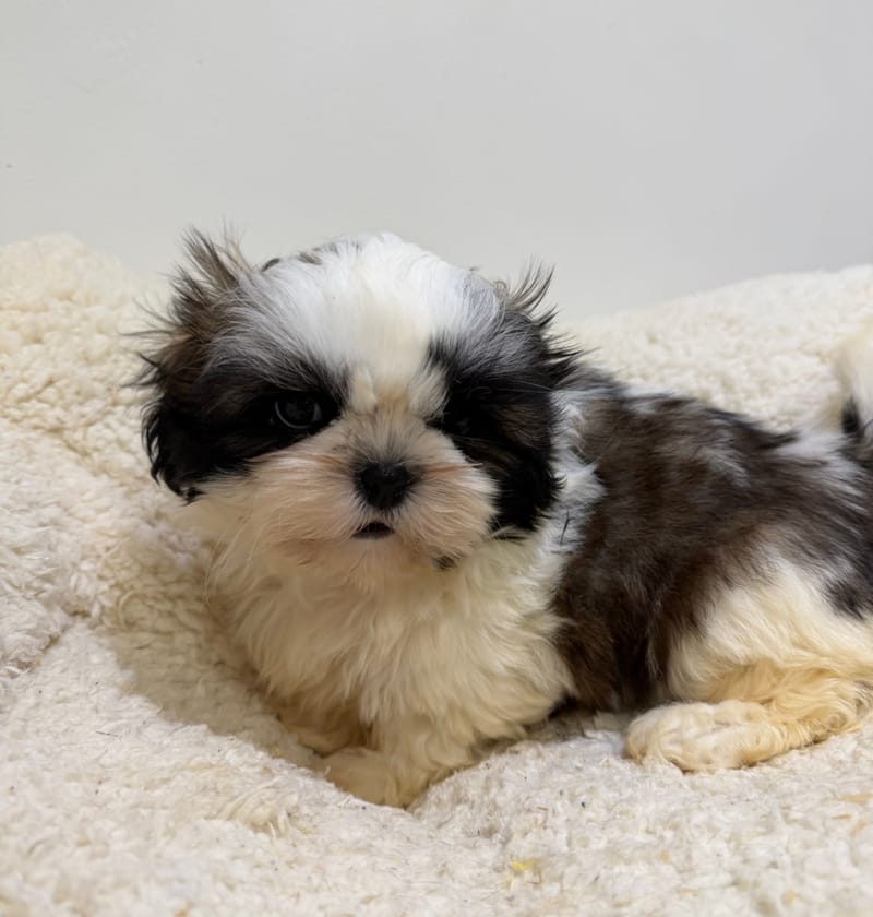 Bali, ShihTzu femelle née le 26/03/26 Non LOF