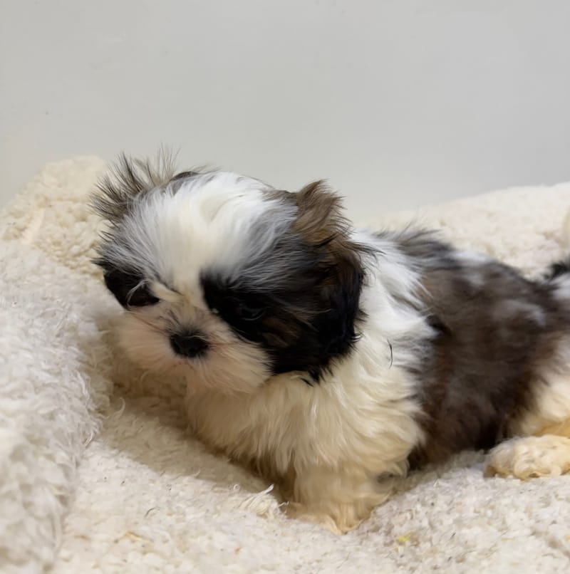 Bali, ShihTzu femelle née le 26/03/26 Non LOF
