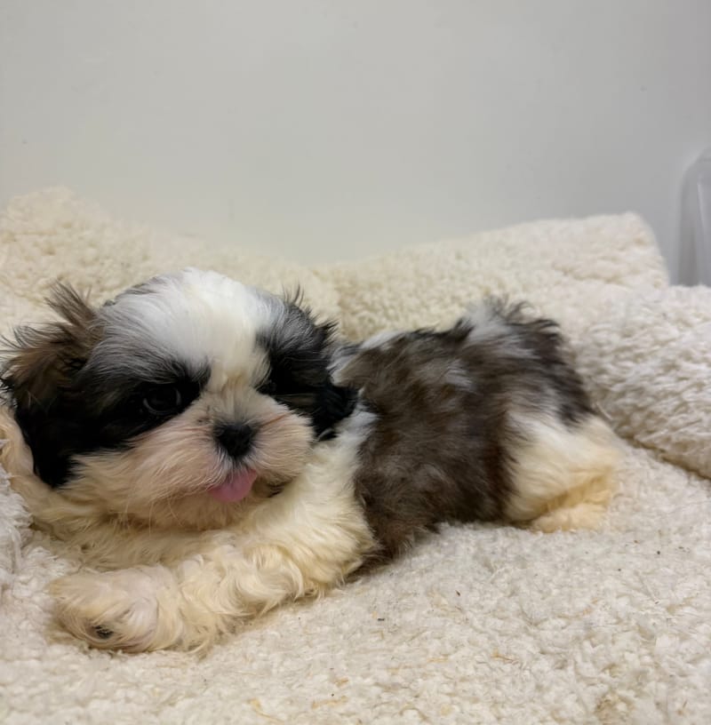 Bali, ShihTzu femelle née le 26/03/26 Non LOF