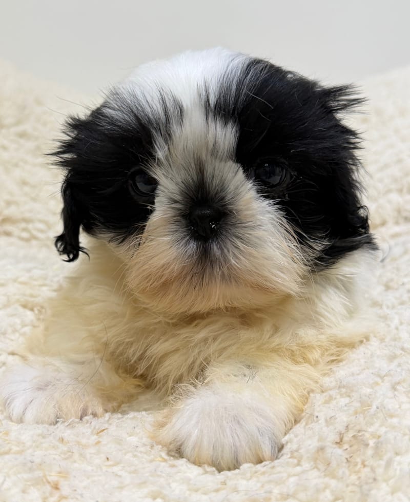 Bresil, ShihTzu mâle né le 26/03/26 Non LOF