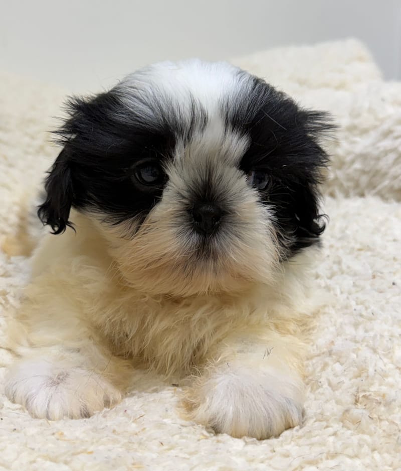 Bresil, ShihTzu mâle né le 26/03/26 Non LOF