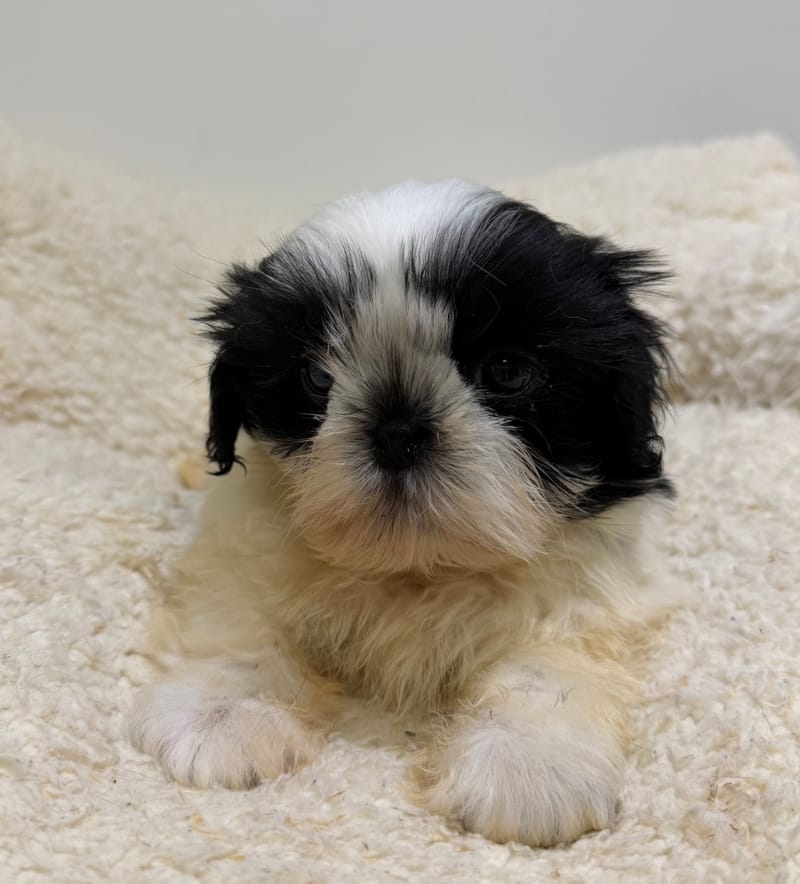 Bresil, ShihTzu mâle né le 26/03/26 Non LOF