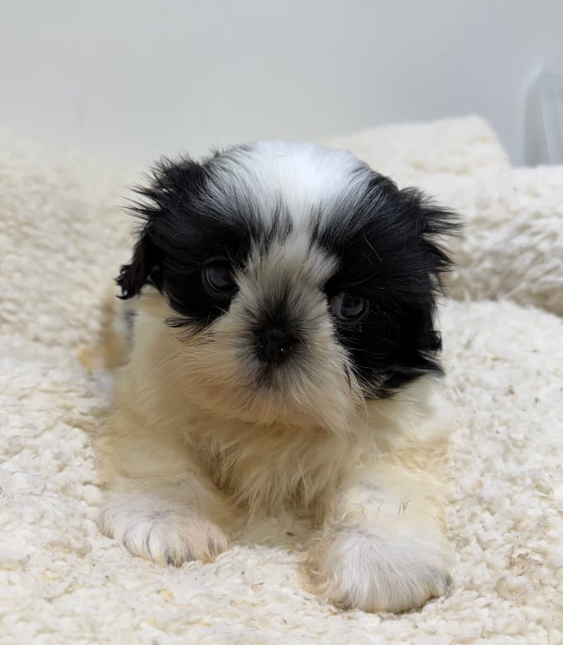 Bresil, ShihTzu mâle né le 26/03/26 Non LOF