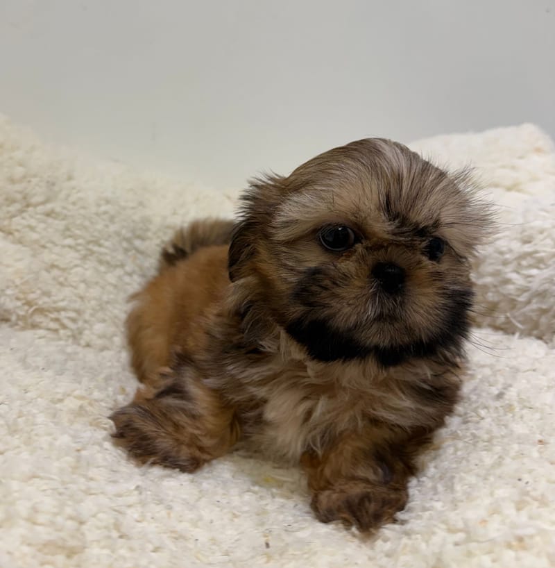 Badine, ShihTzu femelle née le 30/03/26 Non LOF