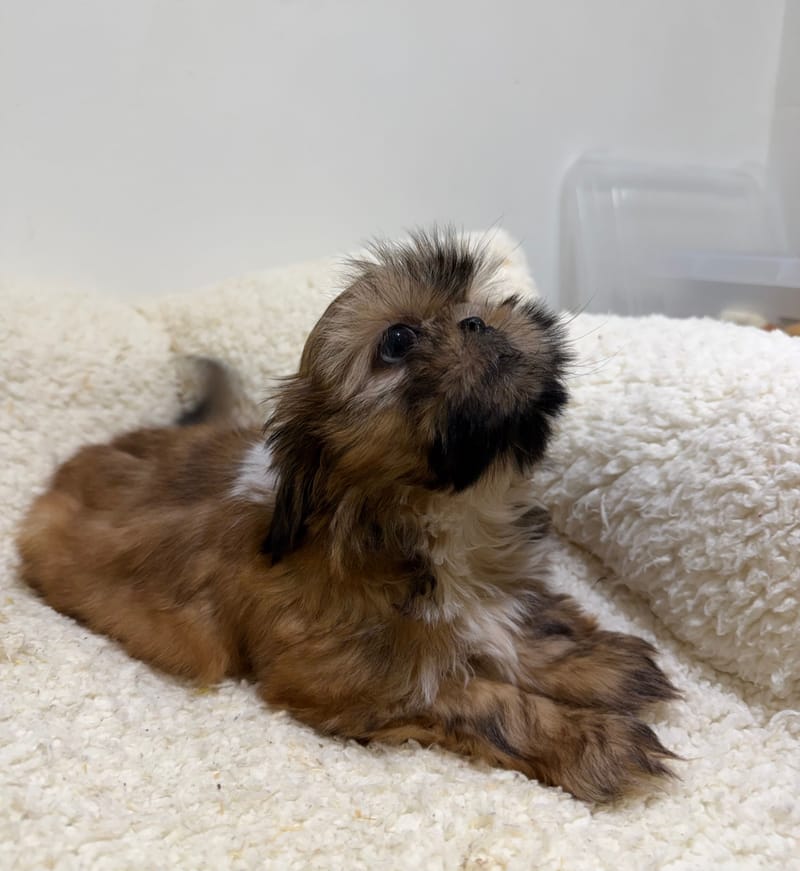 Badine, ShihTzu femelle née le 30/03/26 Non LOF