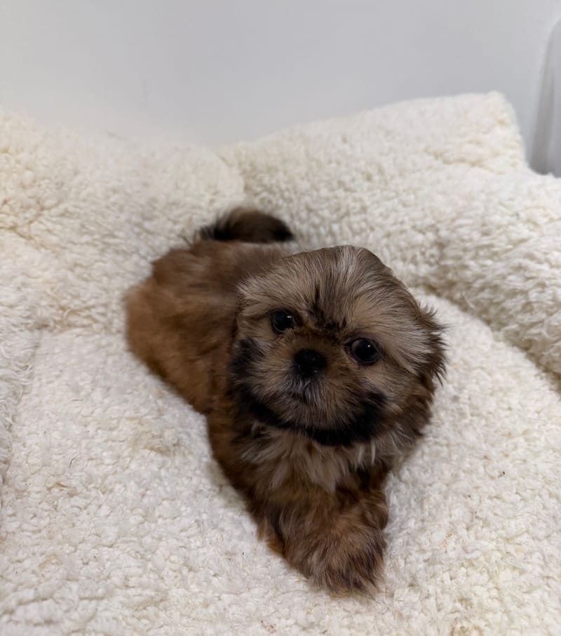 Badine, ShihTzu femelle née le 30/03/26 Non LOF