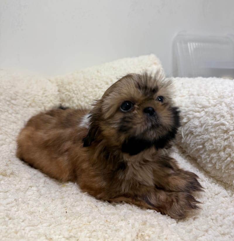 Badine, ShihTzu femelle née le 30/03/26 Non LOF