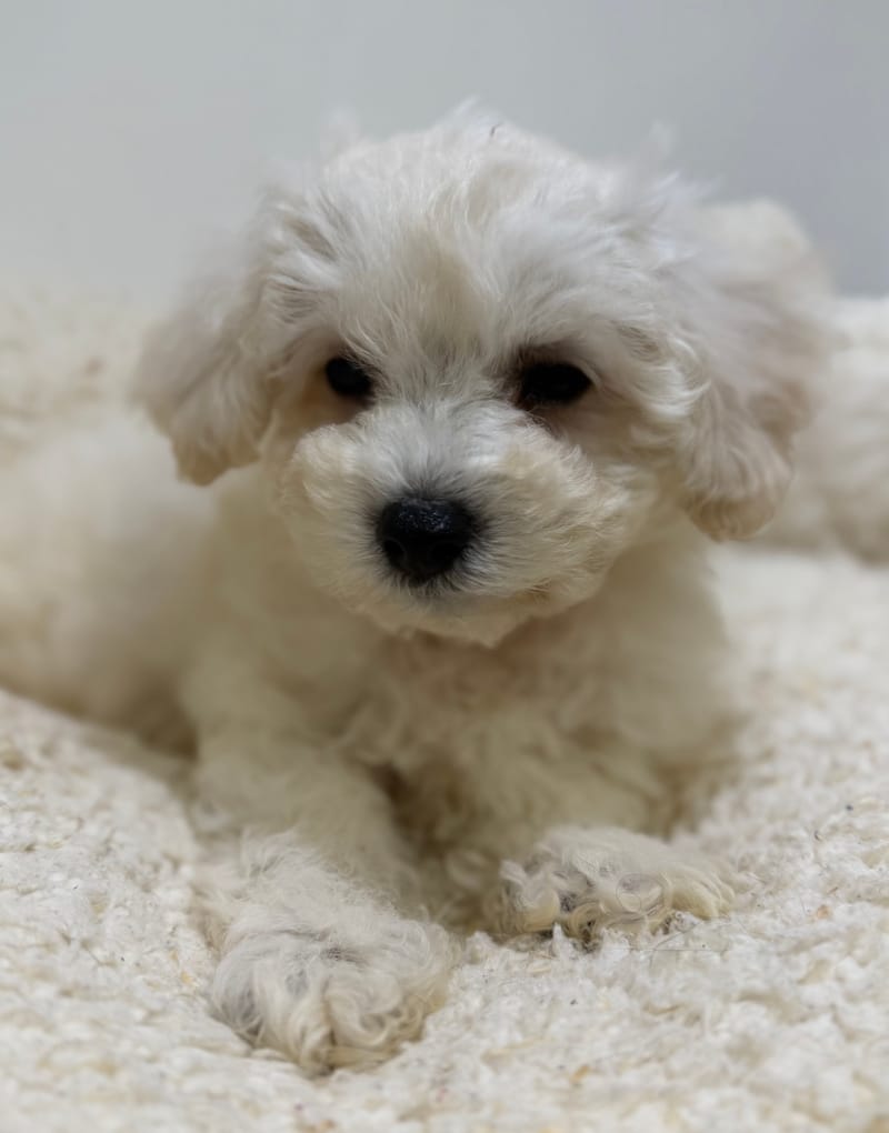 Baltik, Bichon Frisé mâle né le 28/03/26 LOF