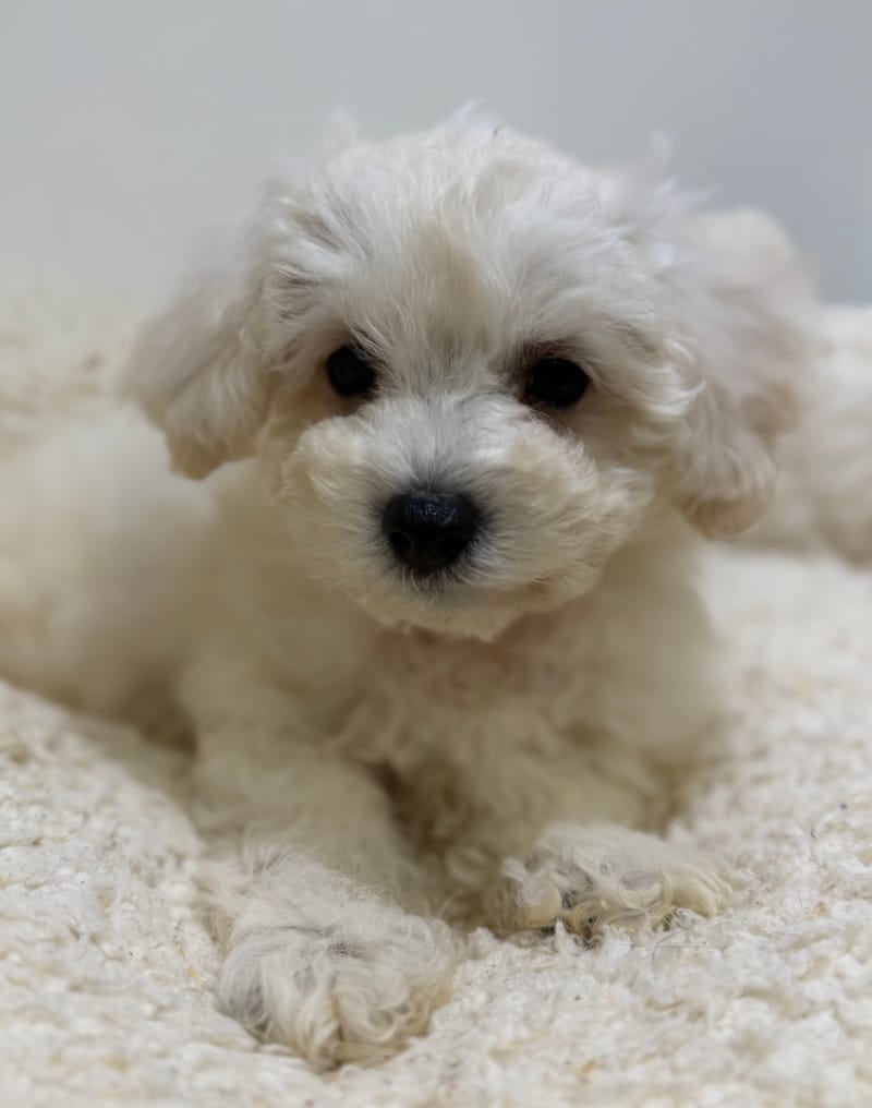 Baltik, Bichon Frisé mâle né le 28/03/26 LOF