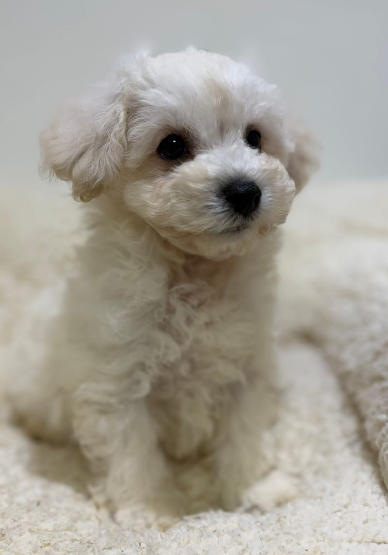 Baltik, Bichon Frisé mâle né le 28/03/26 LOF