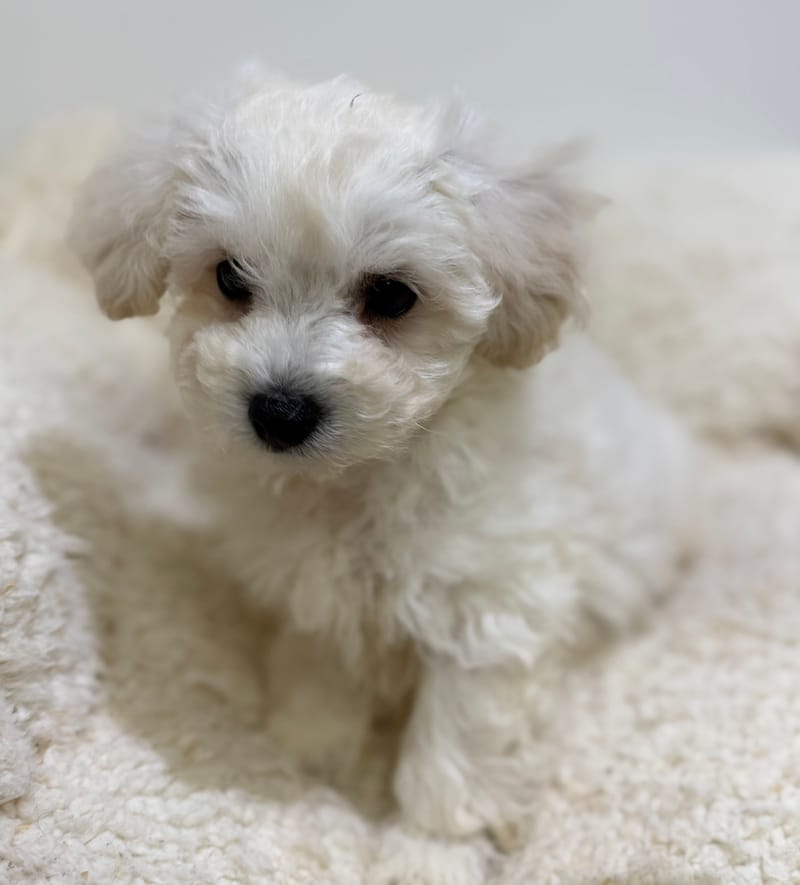 Baltik, Bichon Frisé mâle né le 28/03/26 LOF