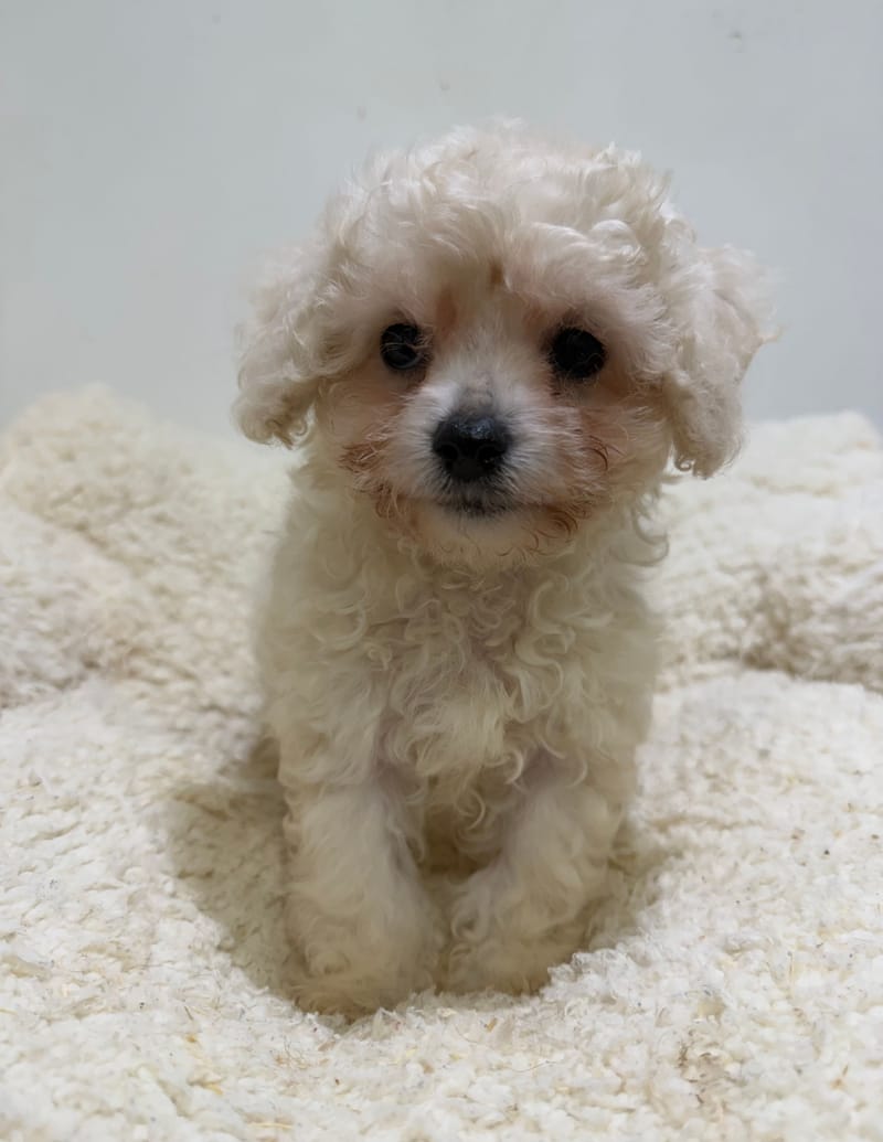 Bali, Bichon Frisé femelle née le 29/03/26 LOF