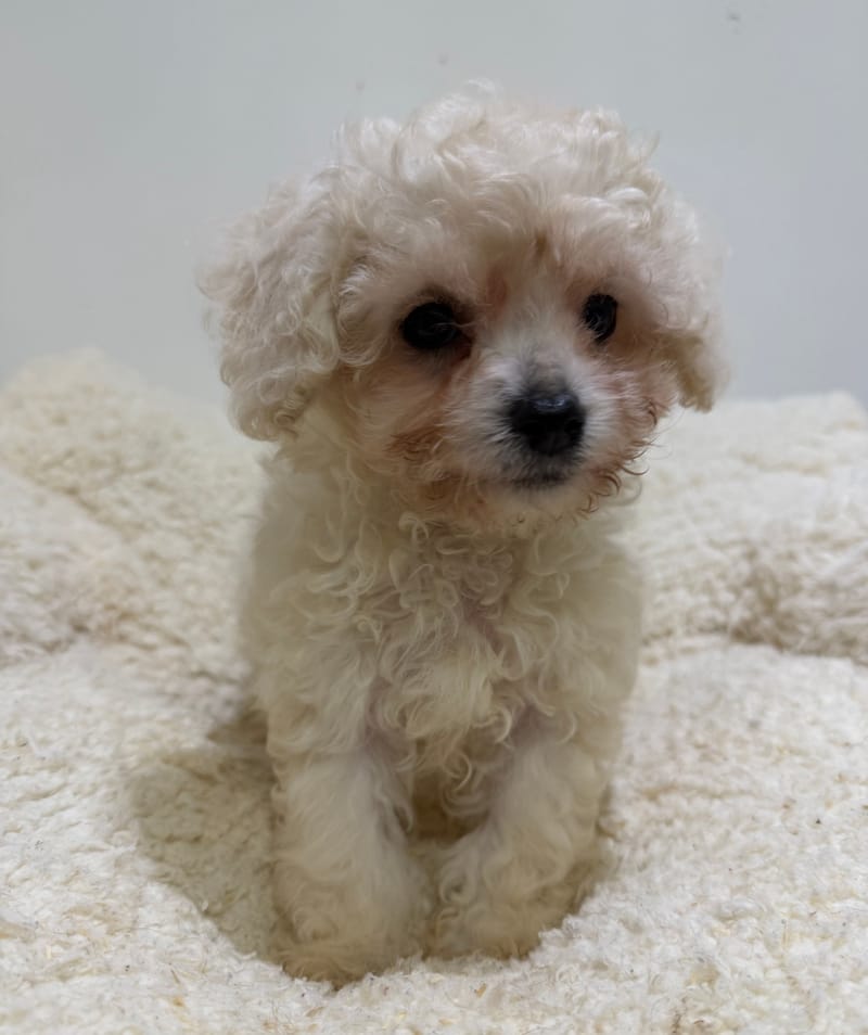 Bali, Bichon Frisé femelle née le 29/03/26 LOF