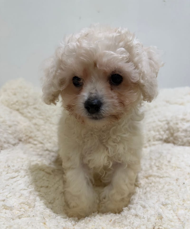 Bali, Bichon Frisé femelle née le 29/03/26 LOF