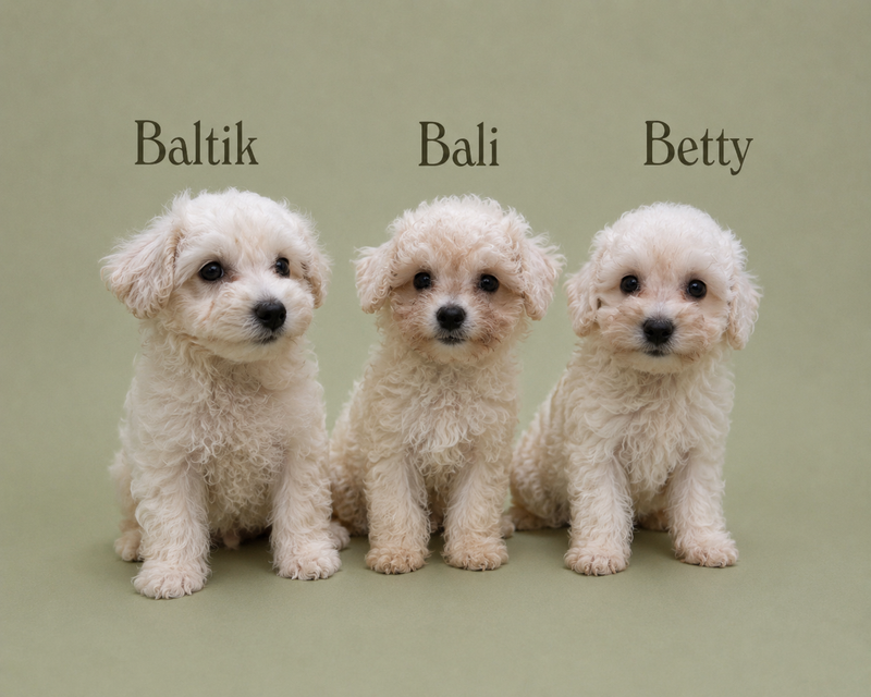 Nos Bichon Frisé