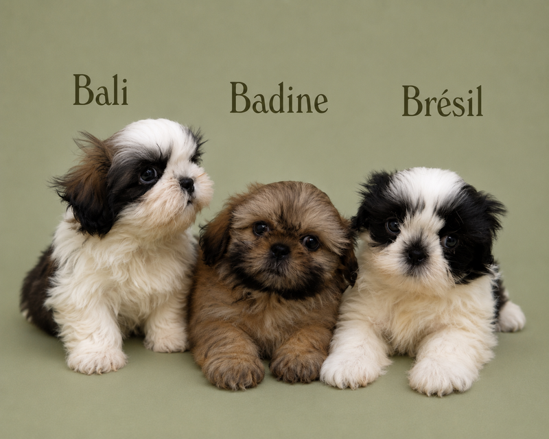 Nos ShihTzu