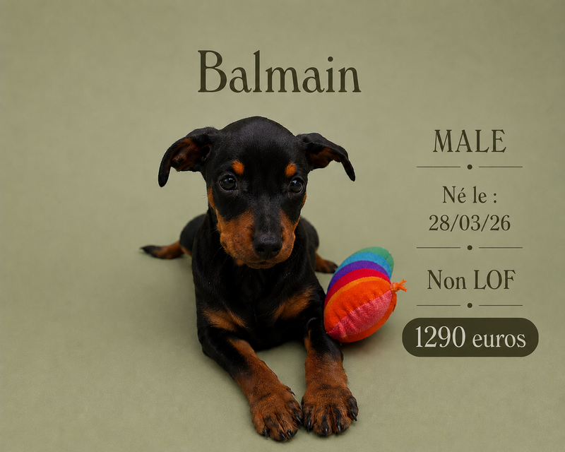 Nos Pinscher
