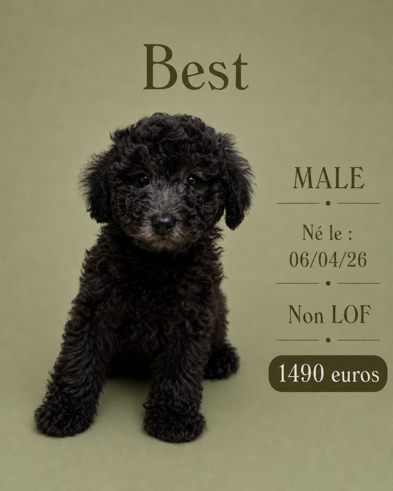 Nos Caniche