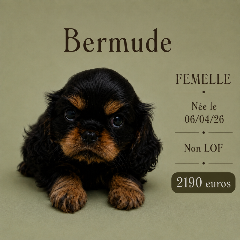 Nos Cavalier King Charles