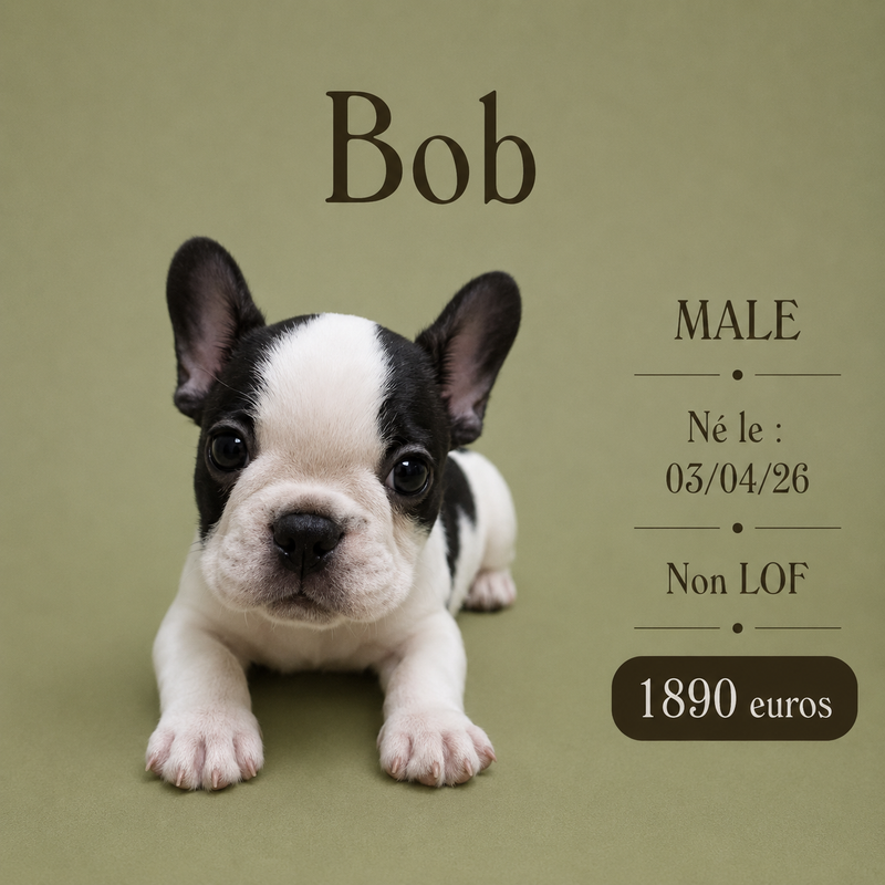 Nos Bouledogues Français