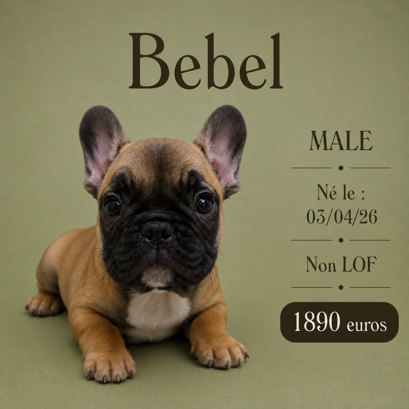 Nos Bouledogues Français