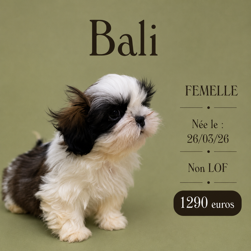Nos ShihTzu